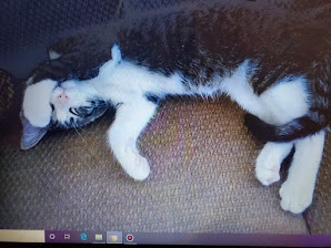 Chip looking innocent